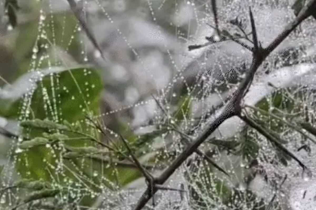 Dense fog covers Madhya Pradesh; visibility hits 100m in Gwalior