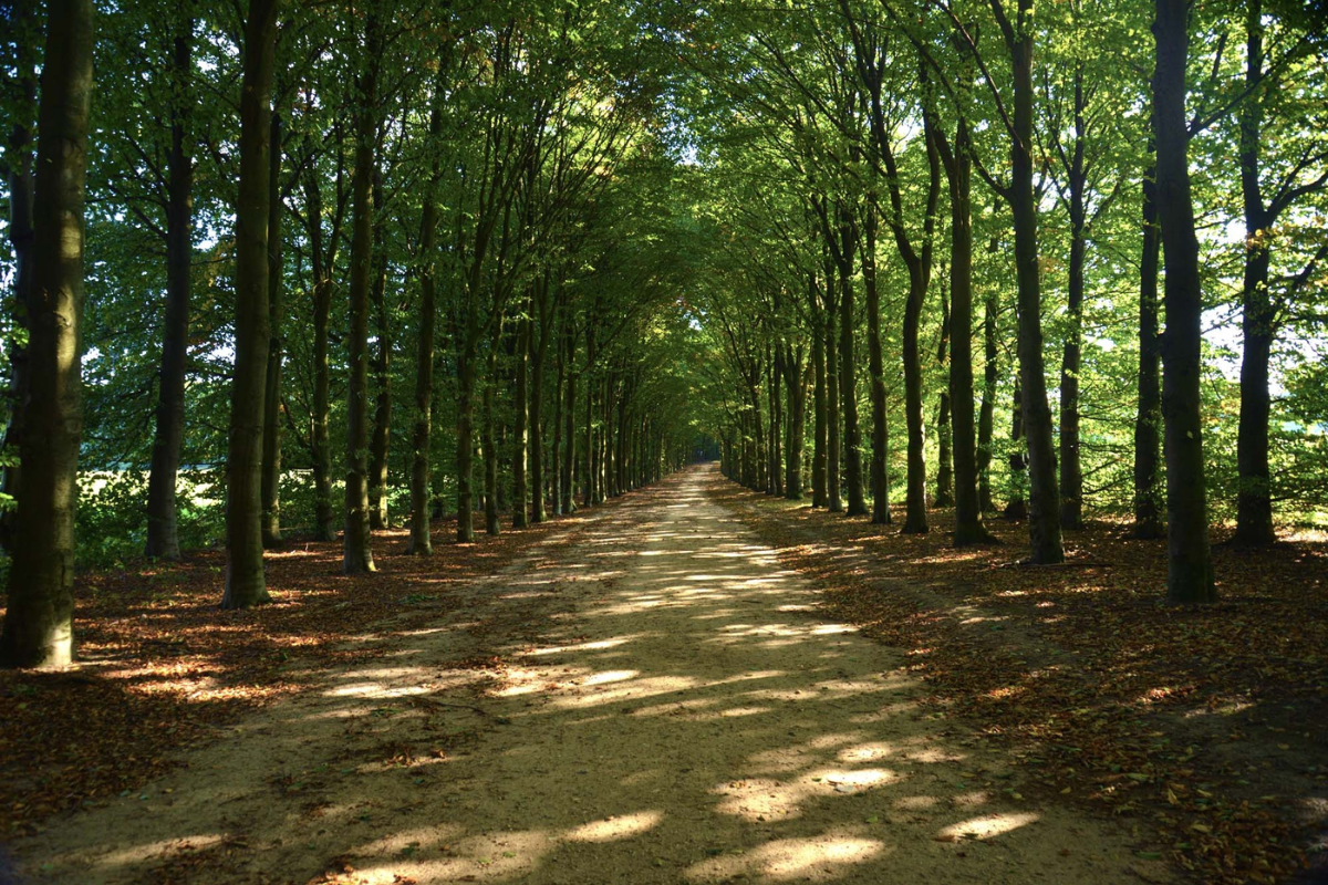 Greenery decline in Madhya Pradesh's small cities: FSI Report