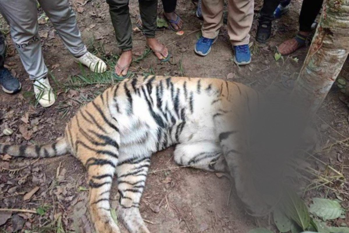 प्रदेश के बाघों पर शिकारियों का साया, फॉरेस्ट ने जारी किया रेड अलर्ट