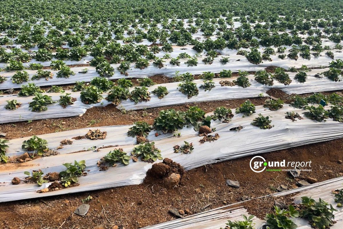 Plastic Mulching Boosts Yield but Harms Soil Health