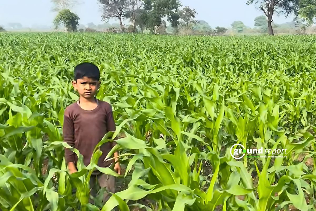 Chhindwara's maize-ethanol dream: promise vs reality