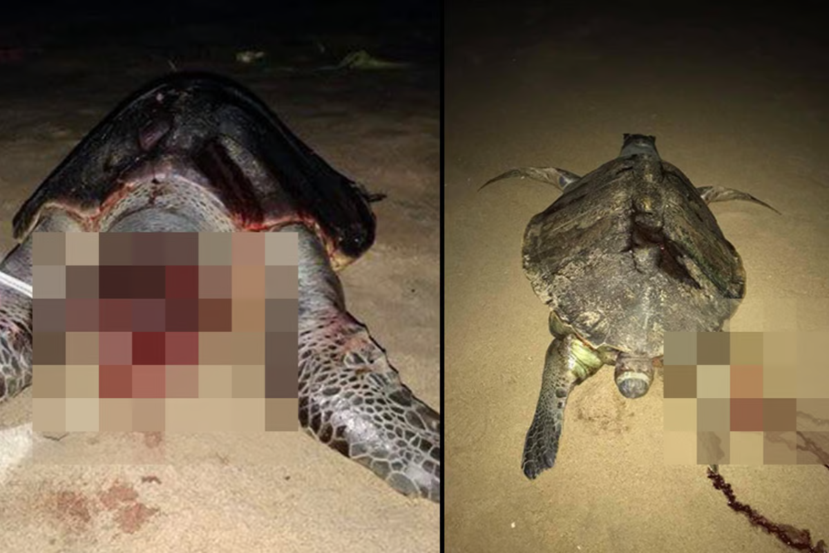 Olive Ridley Turtle deaths cross 1,000 in Chennai, who is responsible?