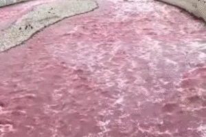 Why Rímac River in Lima, Peru turned pink?