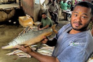 मध्य प्रदेश की राजकीय मछली महाशीर का अस्तित्व संकट में