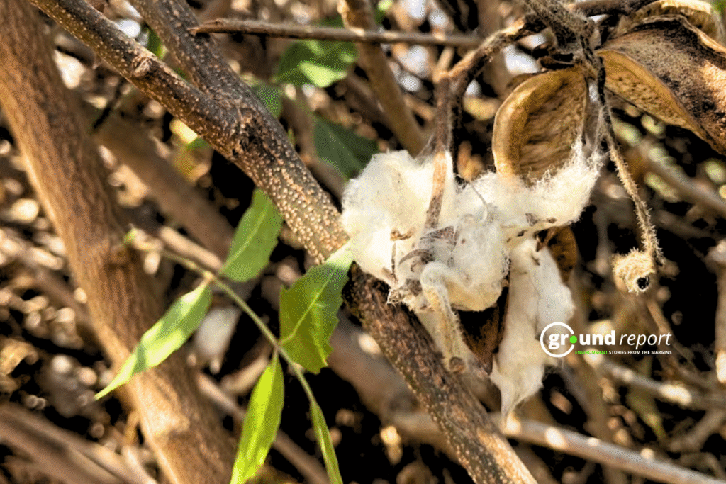 Cotton Plant in Farm