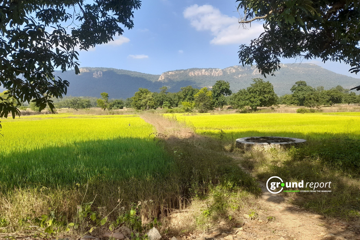water intensive crop paddy
