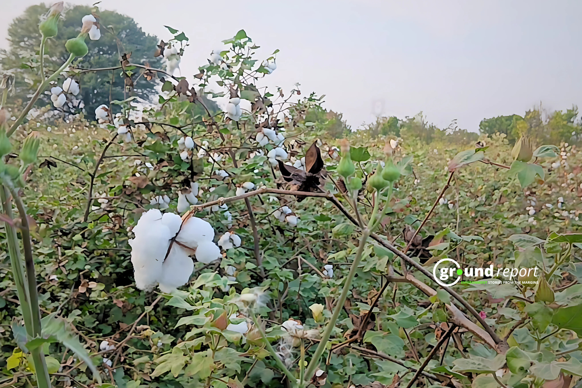 Bt cotton