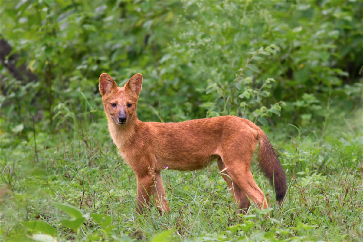 Wild dogs return to Bandhavgarh after two years; Why even tigers avoid them