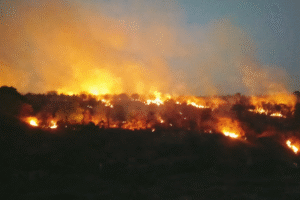 Madhya Pradesh sees 66 forest fires daily; AI tracks, action still lags