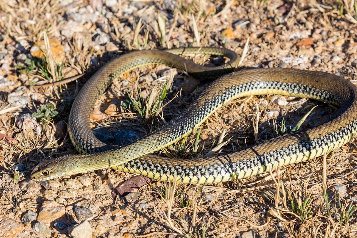Montpellier snake (Malpolon monspessulanus),