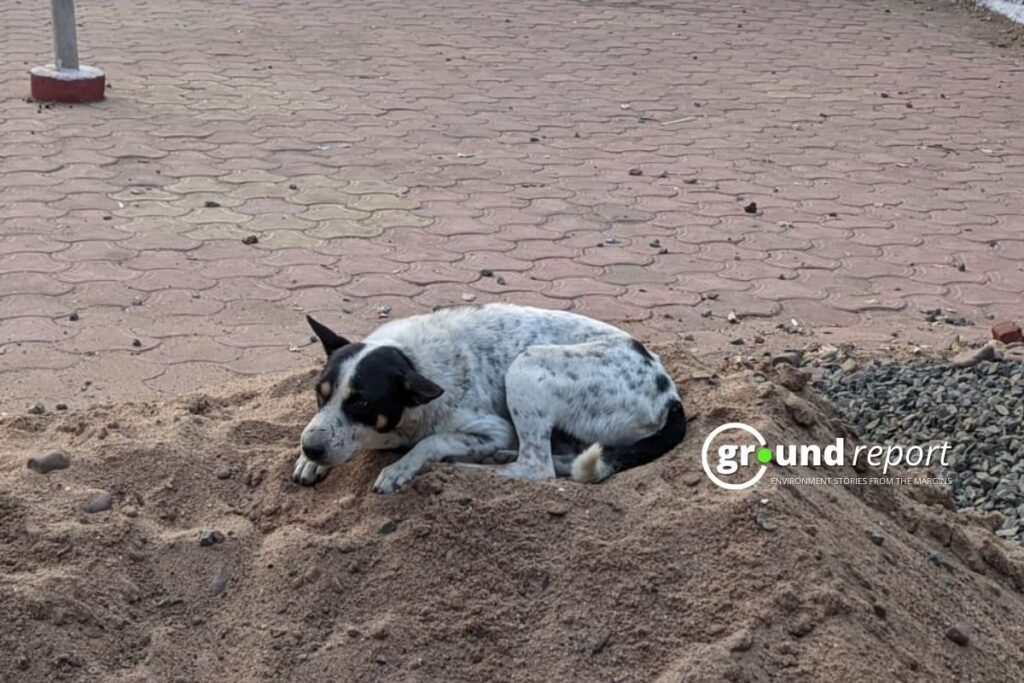 Bhopal’s dog control falters as centers face staff, resource crunch