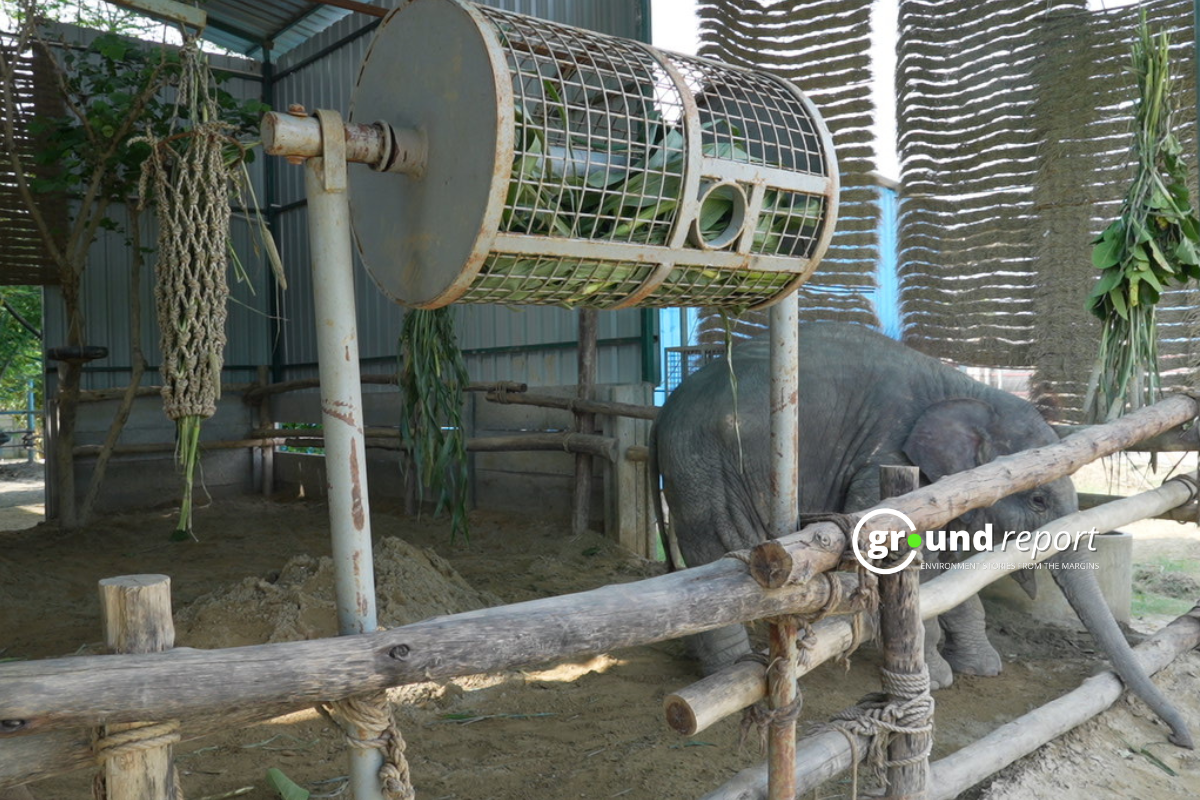 elephant bani habitat