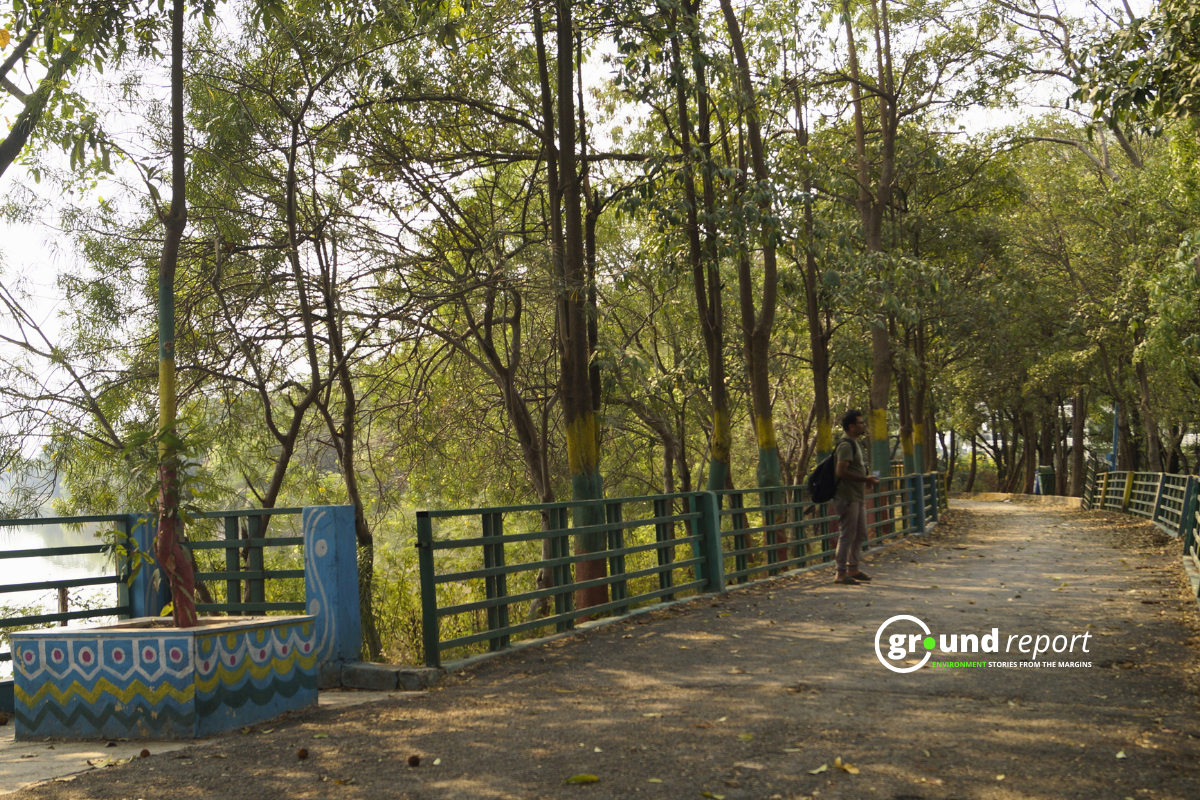 Indore lake tree 3