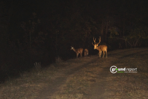 बाघों के लिए देश में कान्हा टाइगर रिजर्व सबसे उपयुक्त, पेंच दूसरे नंबर पर