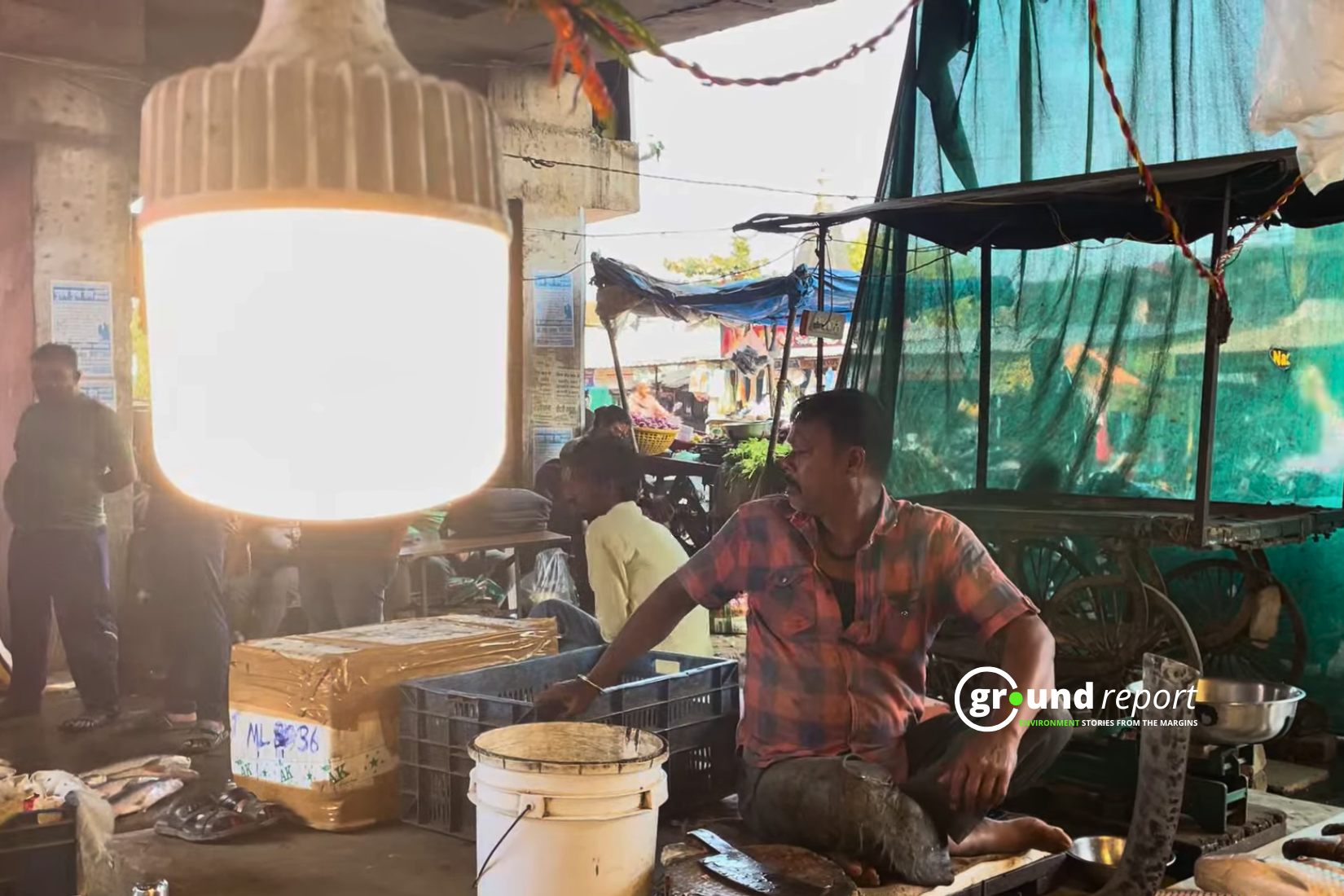 After the decision of CM Mohan Yadav, the fish market has been hidden behind a green curtain like this