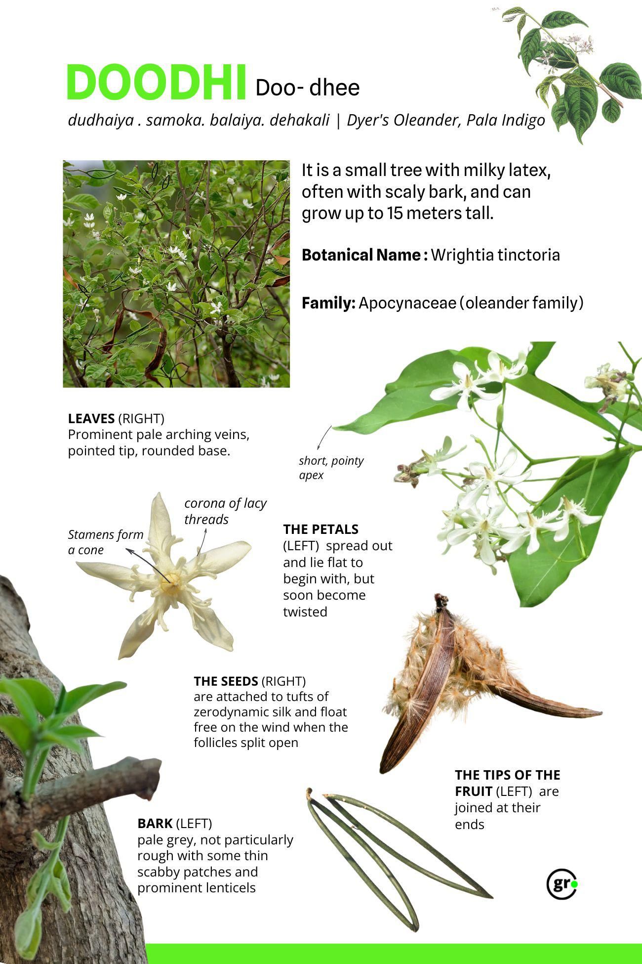 Doodhi tree, Wrightia tinctoria in Madhya Pradesh