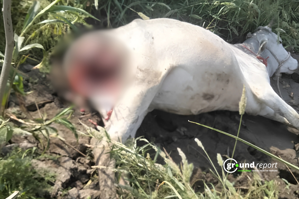 tiger attack on cow