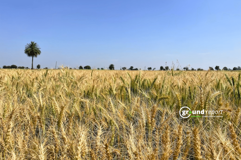 Wheat farm india