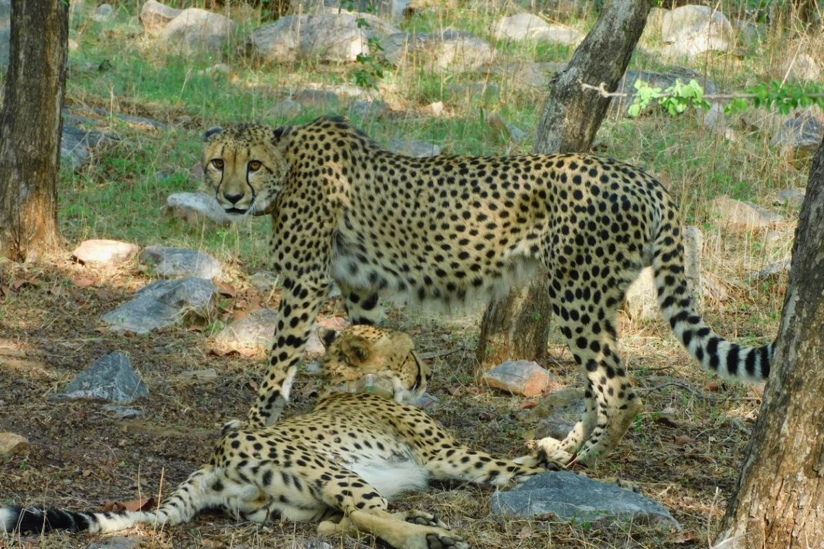 Cheetahs resting at Gandhi Sagar Sanctuary