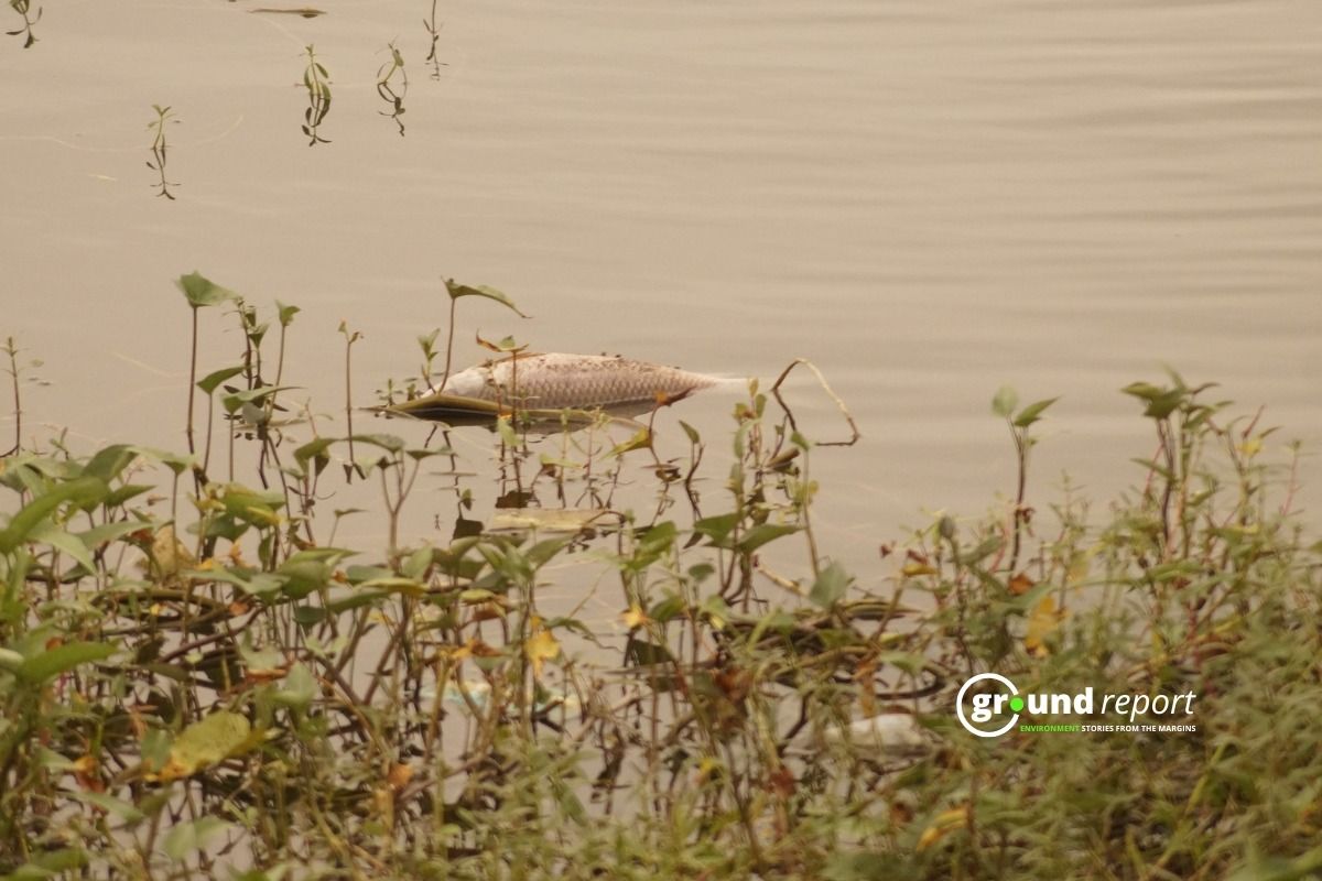 fish dead in seoni dal sagar