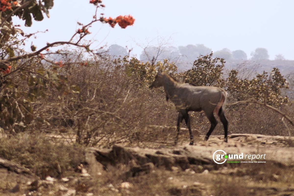 Nilgai is the Hindustani word for “blue cow,” which describes the blue-gray of adult bulls. It is the largest Asian antelope (family Bovidae).