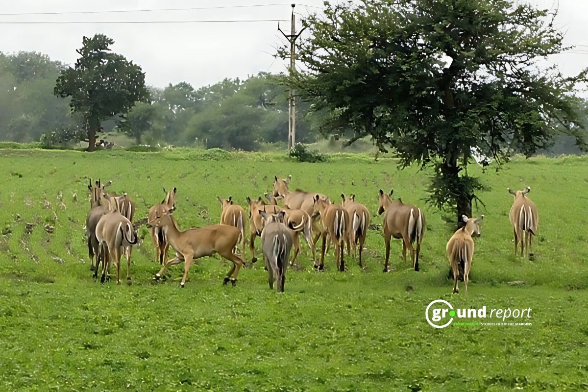Nilgay menace in Madhya Pradesh