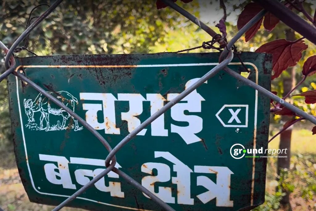 Fenced Area of Chandanpura Forest in Bhopal Where Grazing is Also Prohibited | Photo by Pallav Jain