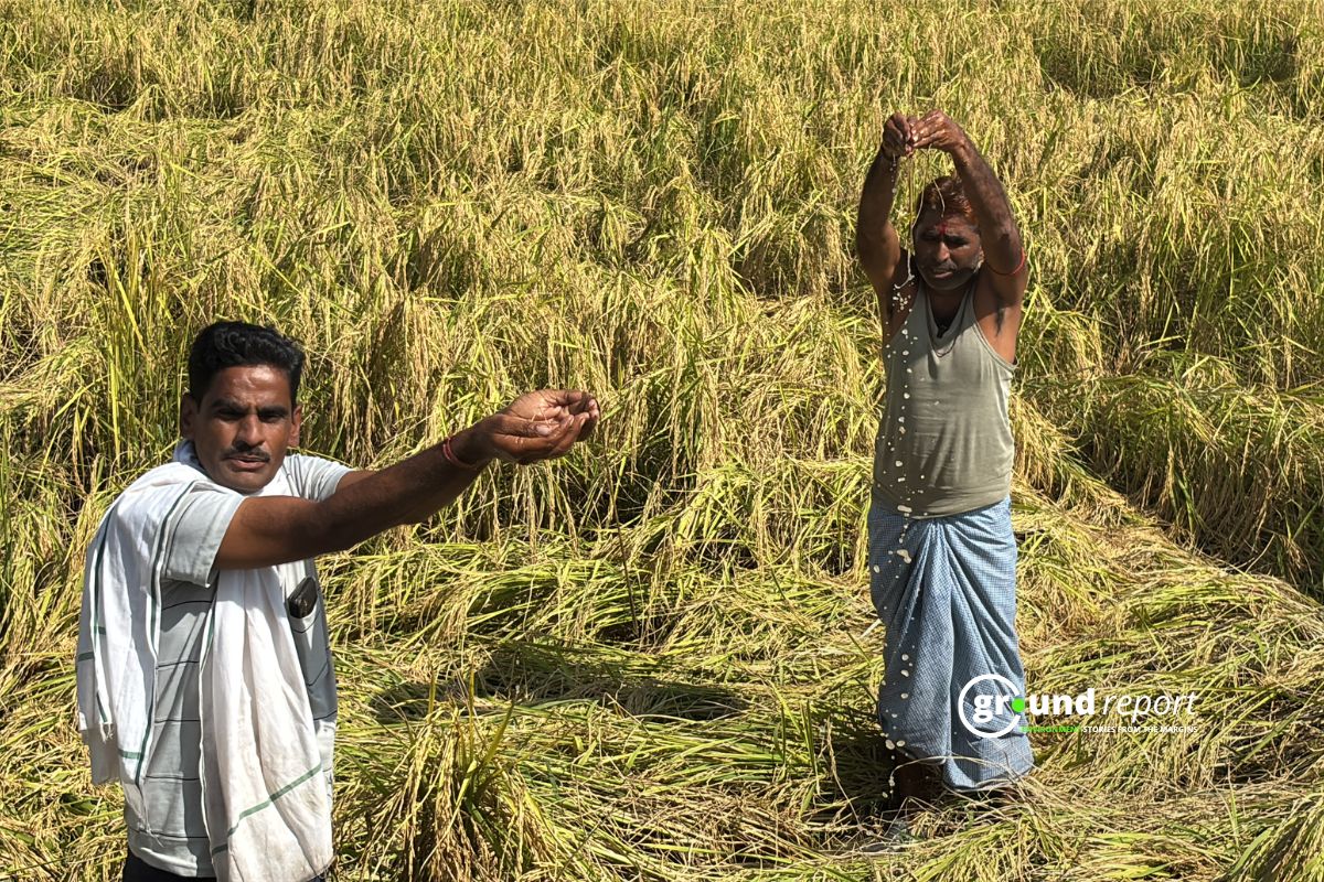 Govt Tells Lok Sabha: Rs 14,196 Crore Paid in Crop Insurance Claims in 2024-25