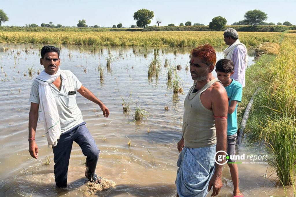 paddy field farmer sheopur