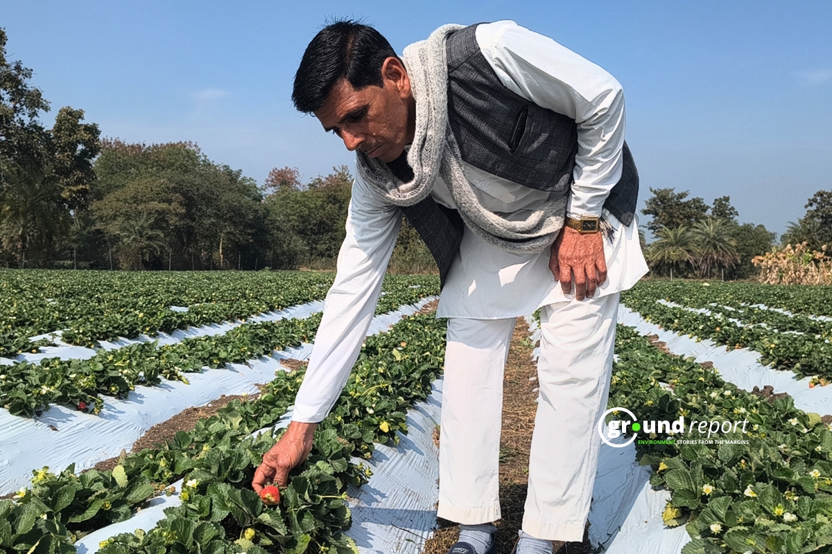 Rajgarh Strawberry Farmer Shrilal