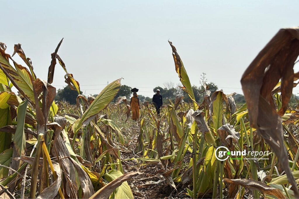 Sangeeta believes that in the coming years, even more farmers will surely join her. | Khargone | Credit: Shishir Agarwal