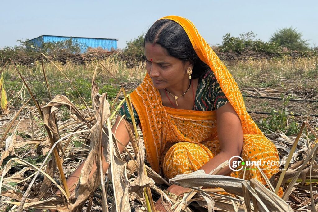 Sangita Patidar is weeding a turmeric bed. | Khargone | Credit: Shishir Agarwal