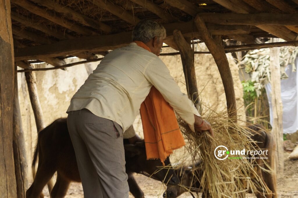 पशुपालक अपने मवेशियों को चारा खिलाते हुए, फोटो राजीव त्यागी, पेंच, मध्य प्रदेश