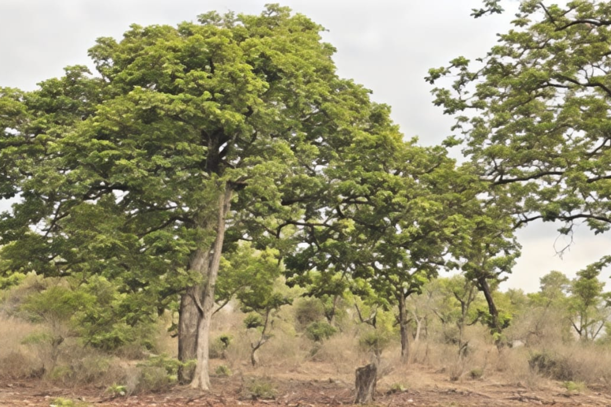 Umaria Coal Mining near Tiger reserve