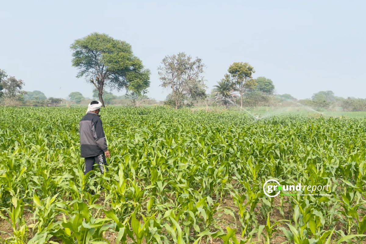 A farmer irrigates a maize field in Chhindwara district, where many growers are shifting to maize due to better returns and lower water use.
