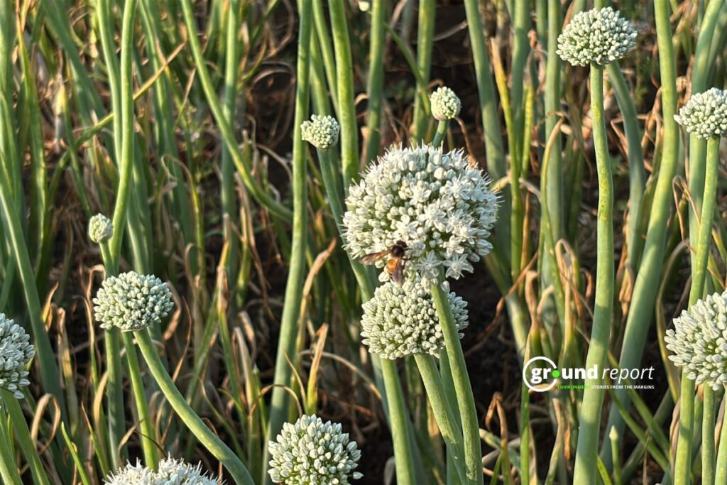 bee polination onion seed Gogavan FPO Story Khargone