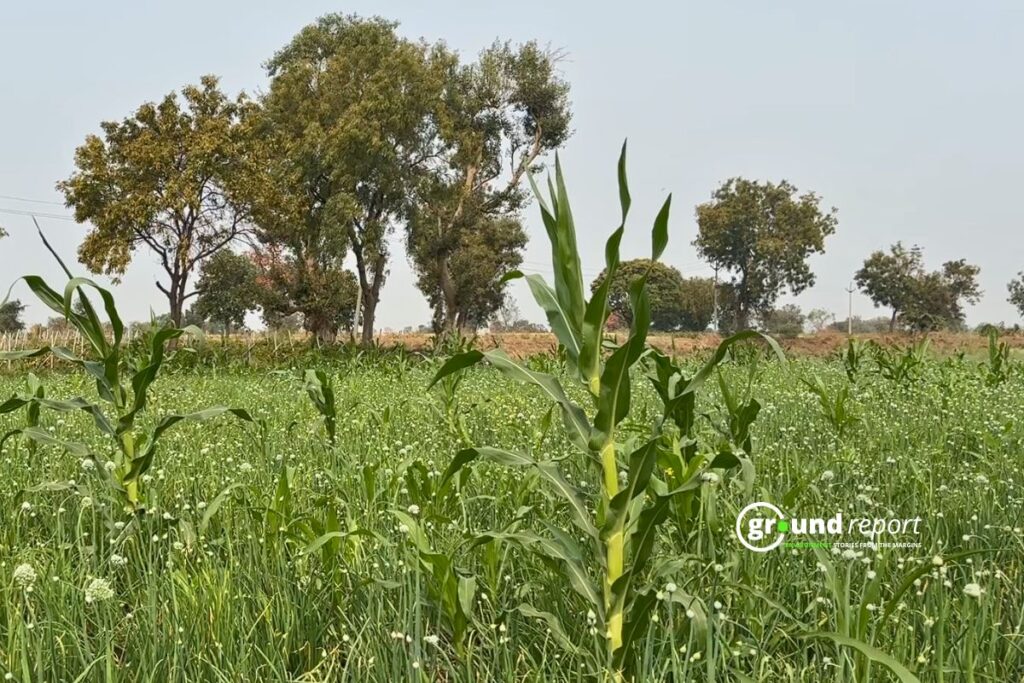 Cron Crop IPM Story Khargone