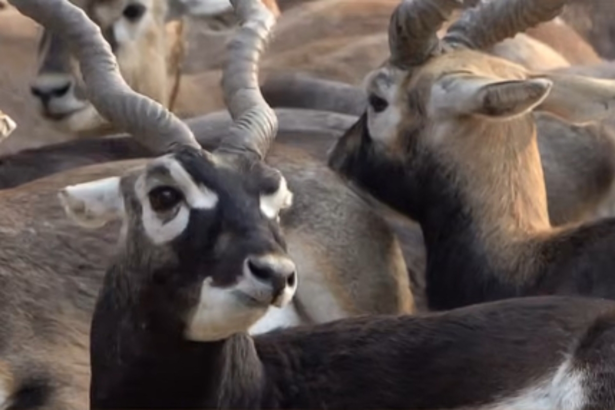 Blackbucks return to Chhattisgarh