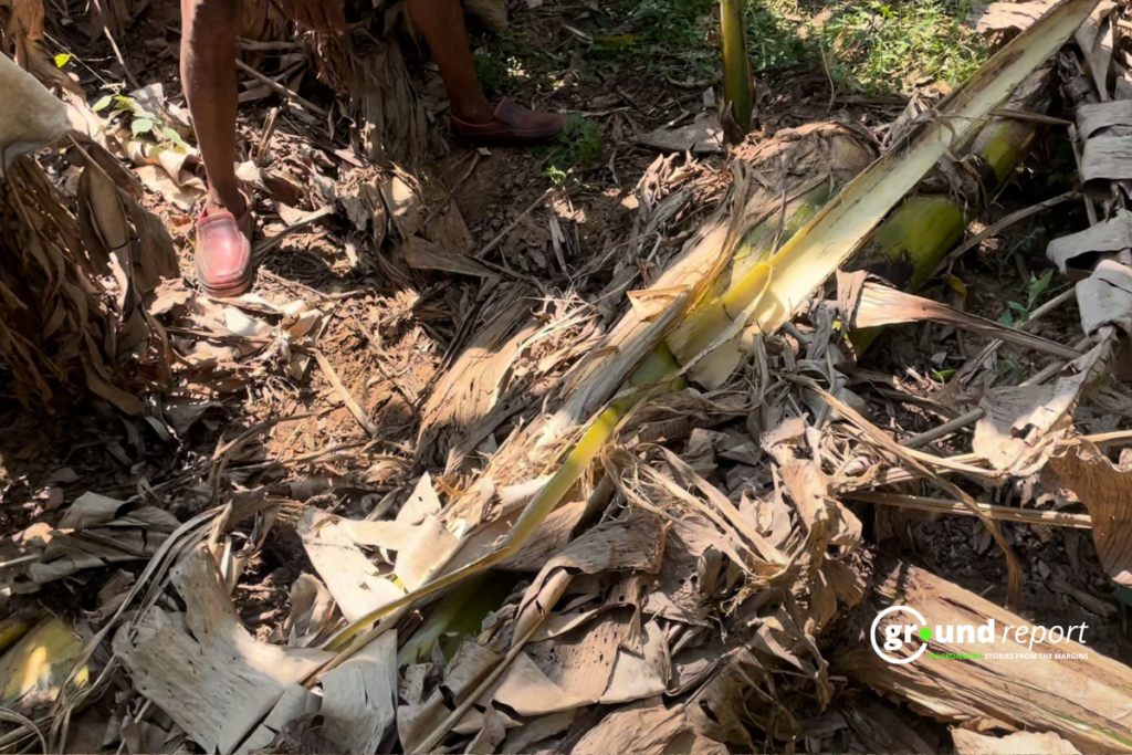 elephant destroyed plants in mauganj