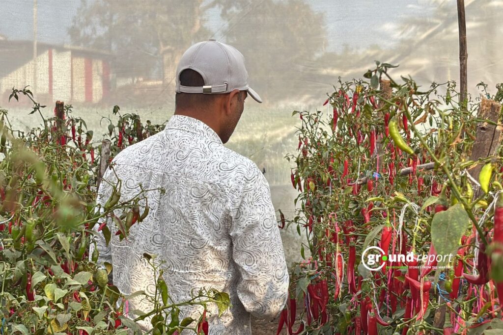 Chilli Farmer Khargone IPM Story