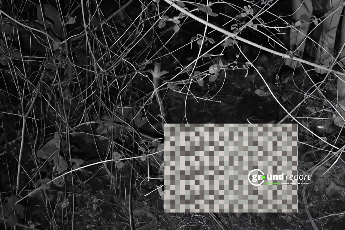 pench tiger reserve tiger attack