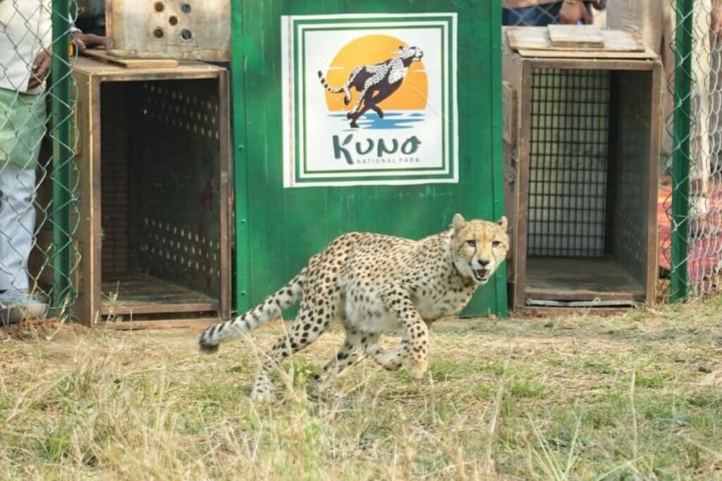 Kuno Cheetah Release