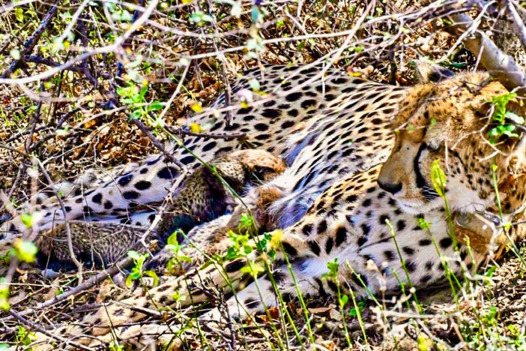 Kuno Cheetah MP