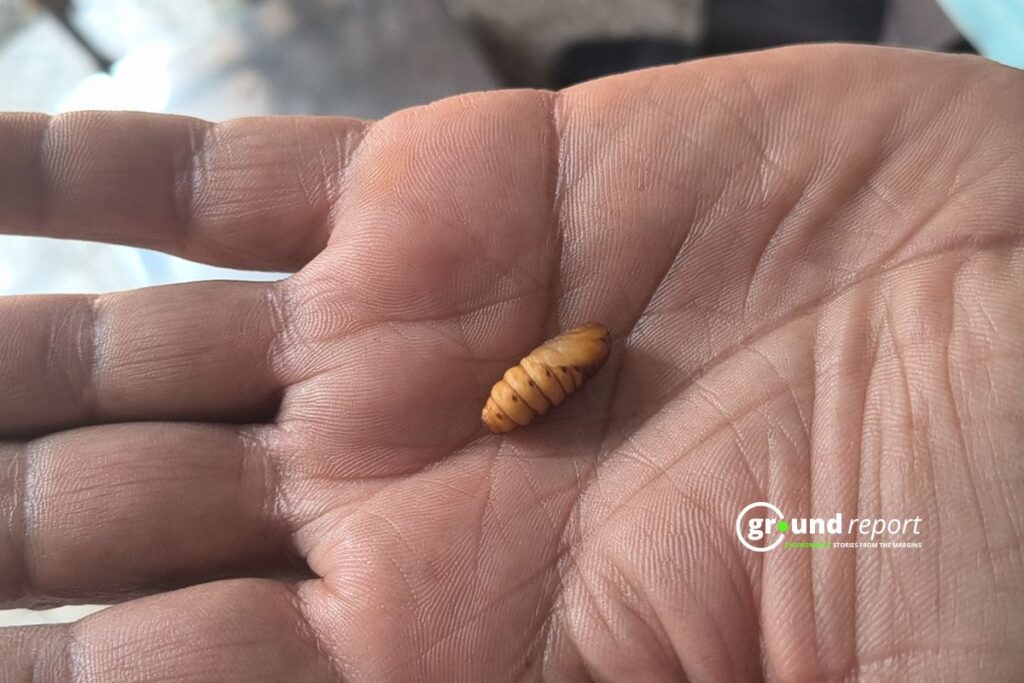 Sericulture worm Reshami keeda Rajgarh Sericulture story