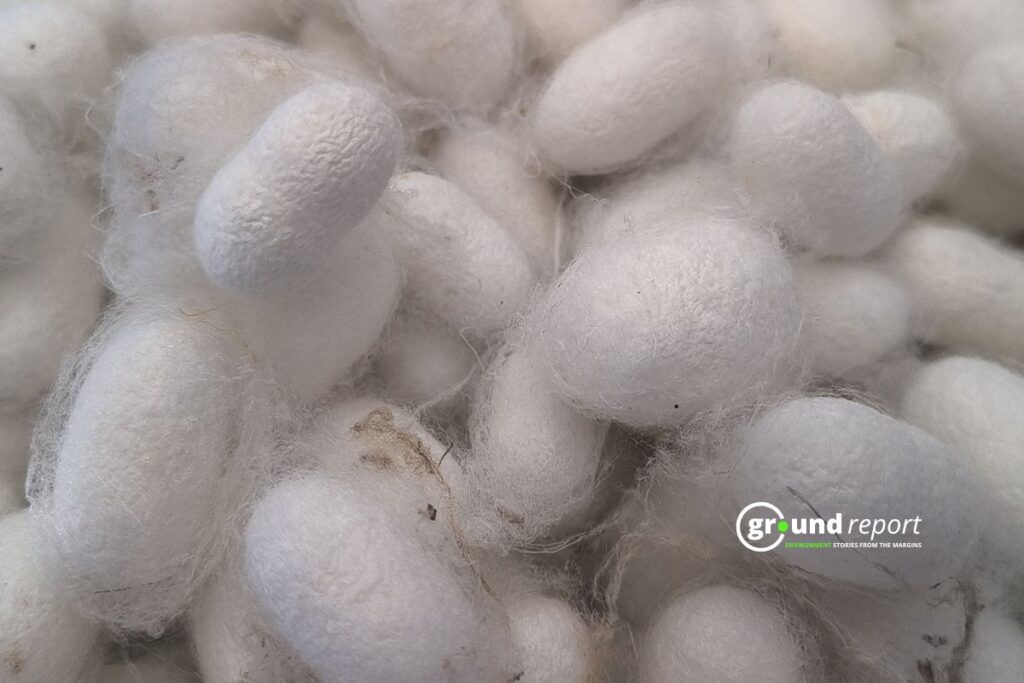 Silk in MP Sericulture story Rajgarh