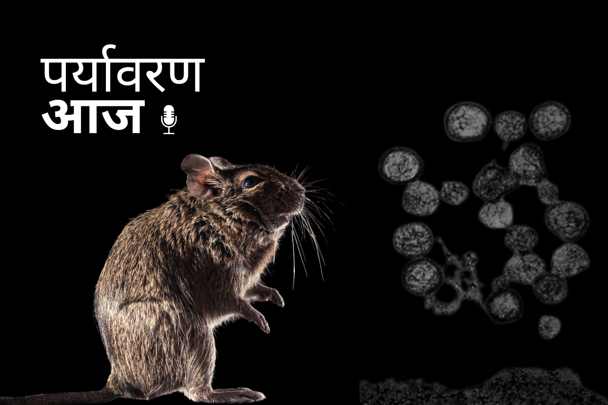 Hantavirus to reach India