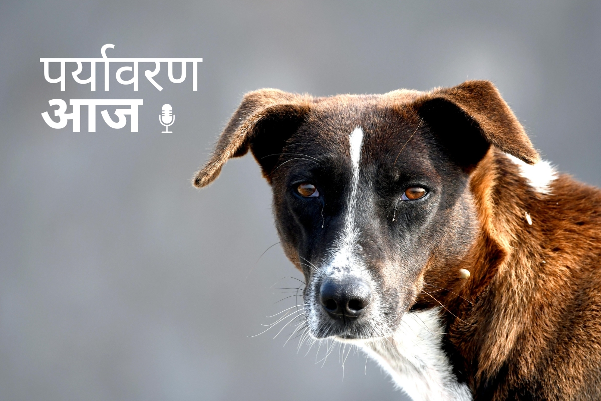 Supreme Court on Stray Dogs