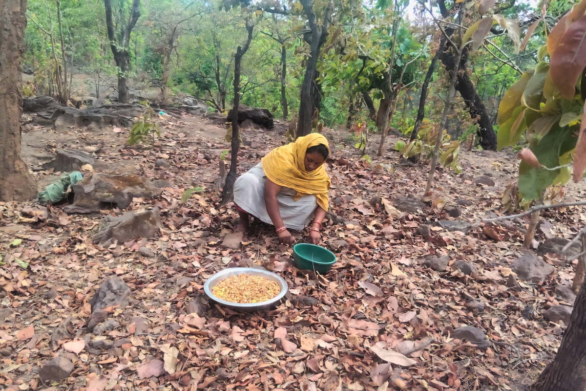 Anita Kushwah collecting Mahua in the Mahan forests of Singrauli