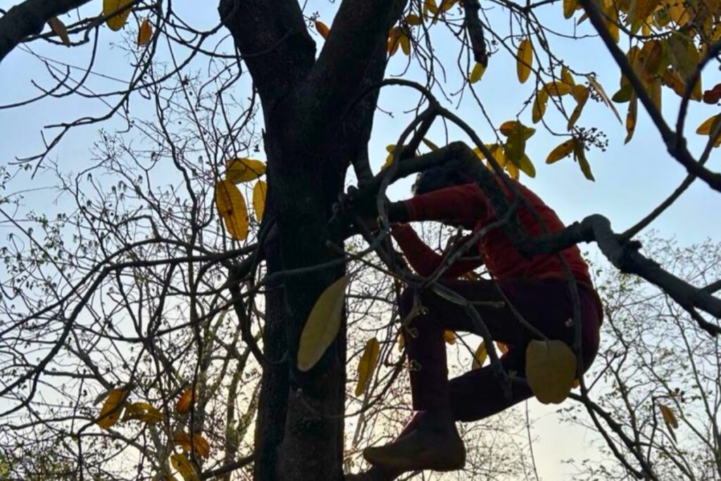 A local resident climbs a tree in the forests of Singrauli to harvest forest produce.