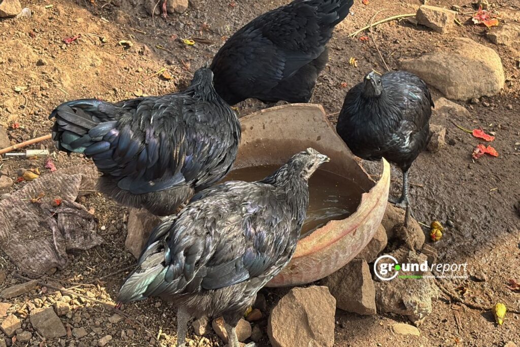 Kadaknath Pashu Sakhi Story